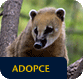 Adopce